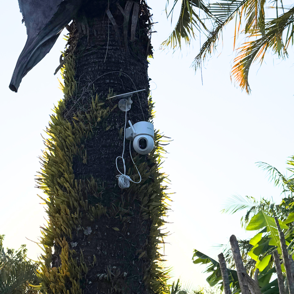 Camera mounted on a palm tree